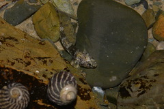 Bathygobius cocosensis