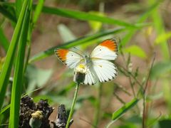 Colotis antevippe antevippe