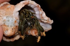 Clibanarius virescens