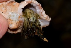 Clibanarius virescens