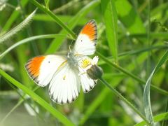 Colotis antevippe antevippe