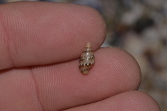 Pseudamycla dermestoidea