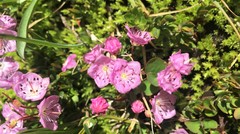 Kalmia microphylla microphylla