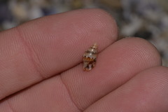 Pseudamycla dermestoidea