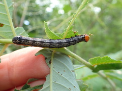 Pyrrhia
