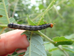 Pyrrhia