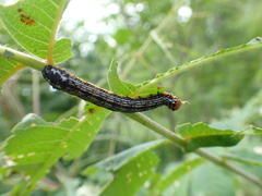 Pyrrhia