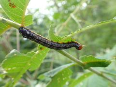 Pyrrhia