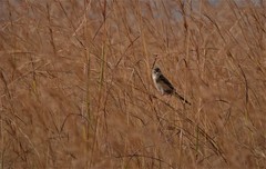 Cisticola natalensis