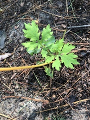 Stylophorum diphyllum