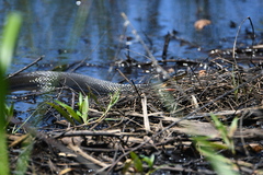 Nerodia erythrogaster