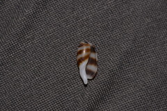 Palmadusta asellus