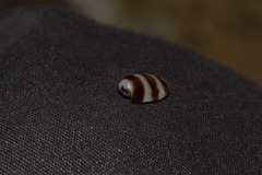 Palmadusta asellus
