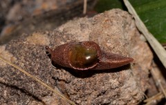 Parmavitrina megastoma