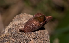 Parmavitrina megastoma