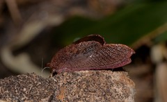 Parmavitrina megastoma