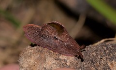 Parmavitrina megastoma