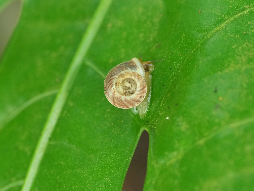 Palaeohelicina