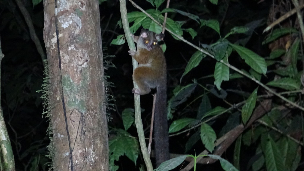 Allen's Galago