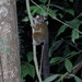 Allen's Squirrel Galago - Photo (c) Averee Luhrs, some rights reserved (CC BY-NC), uploaded by Averee Luhrs