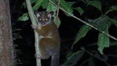 Allen's Galago photo 2