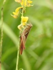 Stenocatantops mistshenkoi