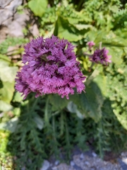 Adenostyles alliariae