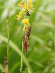 Stenocatantops mistshenkoi