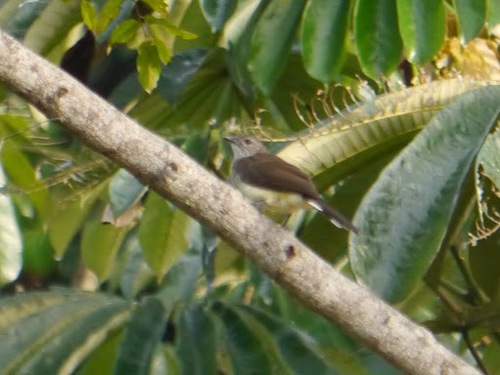 Swamp Palm Bulbul (Thescelocichla leucopleura), photo 5