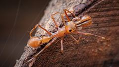 Myrmarachne assimilis