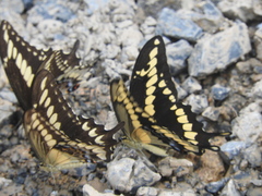 Papilio ornythion ornythion
