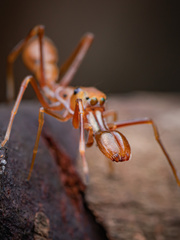 Myrmarachne assimilis