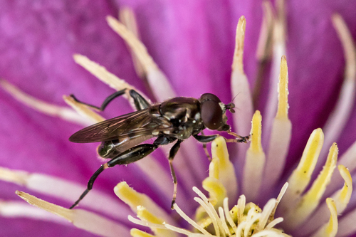Dusky-banded Leafwalker photo 2