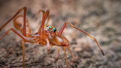 Myrmarachne assimilis