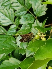 Amblyscirtes aesculapius