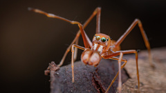 Myrmarachne assimilis