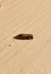 Endothenia nubilana