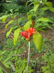 Rhododendron prunifolium
