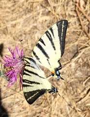 Iphiclides podalirius