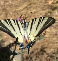 Iphiclides podalirius