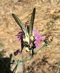 Iphiclides podalirius