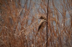 Cisticola natalensis