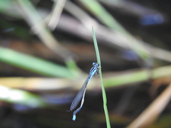 Acanthagrion quadratum