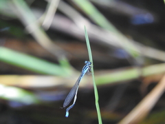 Acanthagrion quadratum