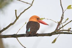 Pelargopsis amauroptera