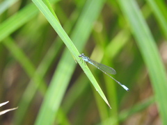 Acanthagrion quadratum