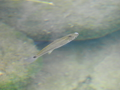 Pseudoxiphophorus bimaculatus
