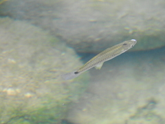 Pseudoxiphophorus bimaculatus