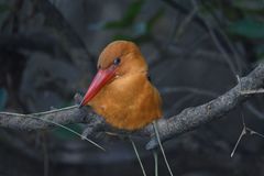 Pelargopsis amauroptera