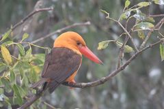 Pelargopsis amauroptera